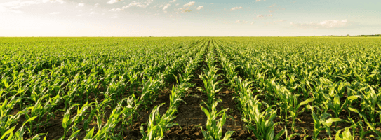 Zambia's Bumper Maize Crop Forecast For 2025