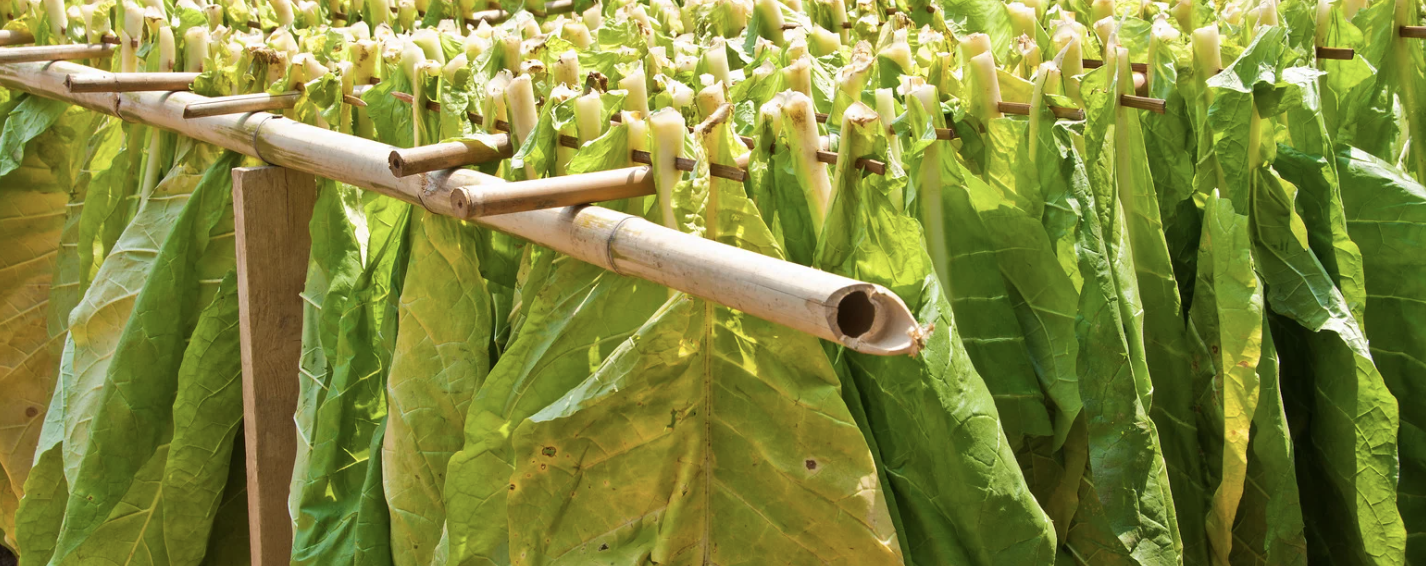 What the Tobacco Marketing Season Means to the Forex Situation in Malawi
