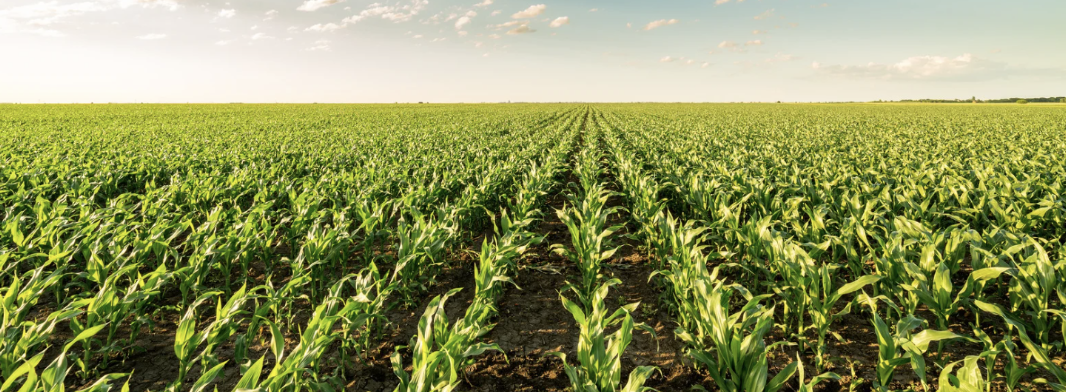 Zambia's Bumper Maize Crop Forecast For 2025